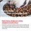 FirstMate Chicken With Blueberries Cat - Varianta: 1,8 kg